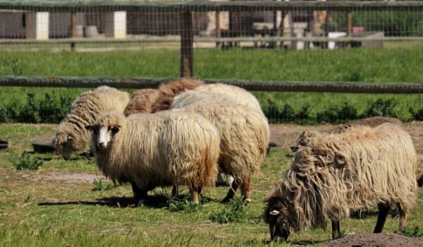 FB_IMG_1772244148697